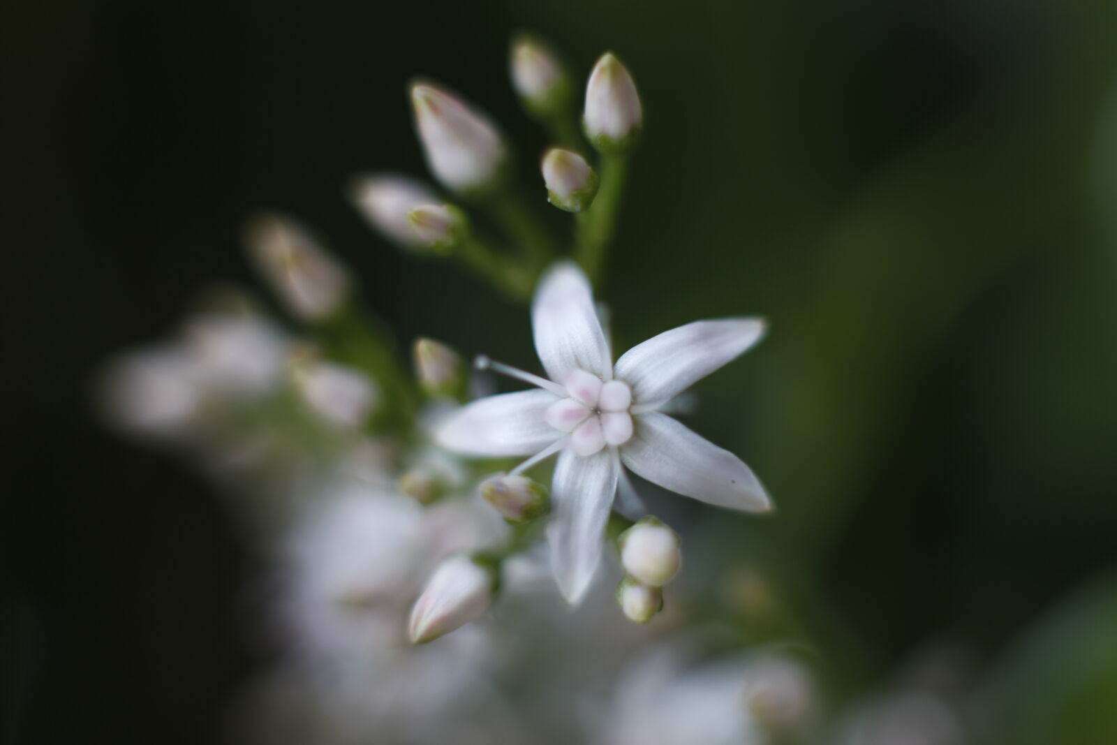Canon EOS 5D Mark II sample photo. Beautiful, flowers, bokeh, macro photography