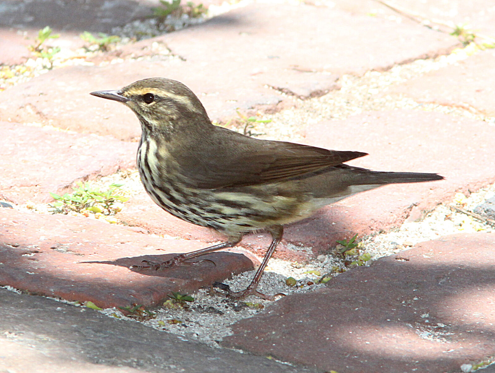 Canon EF 300mm F4L IS USM sample photo