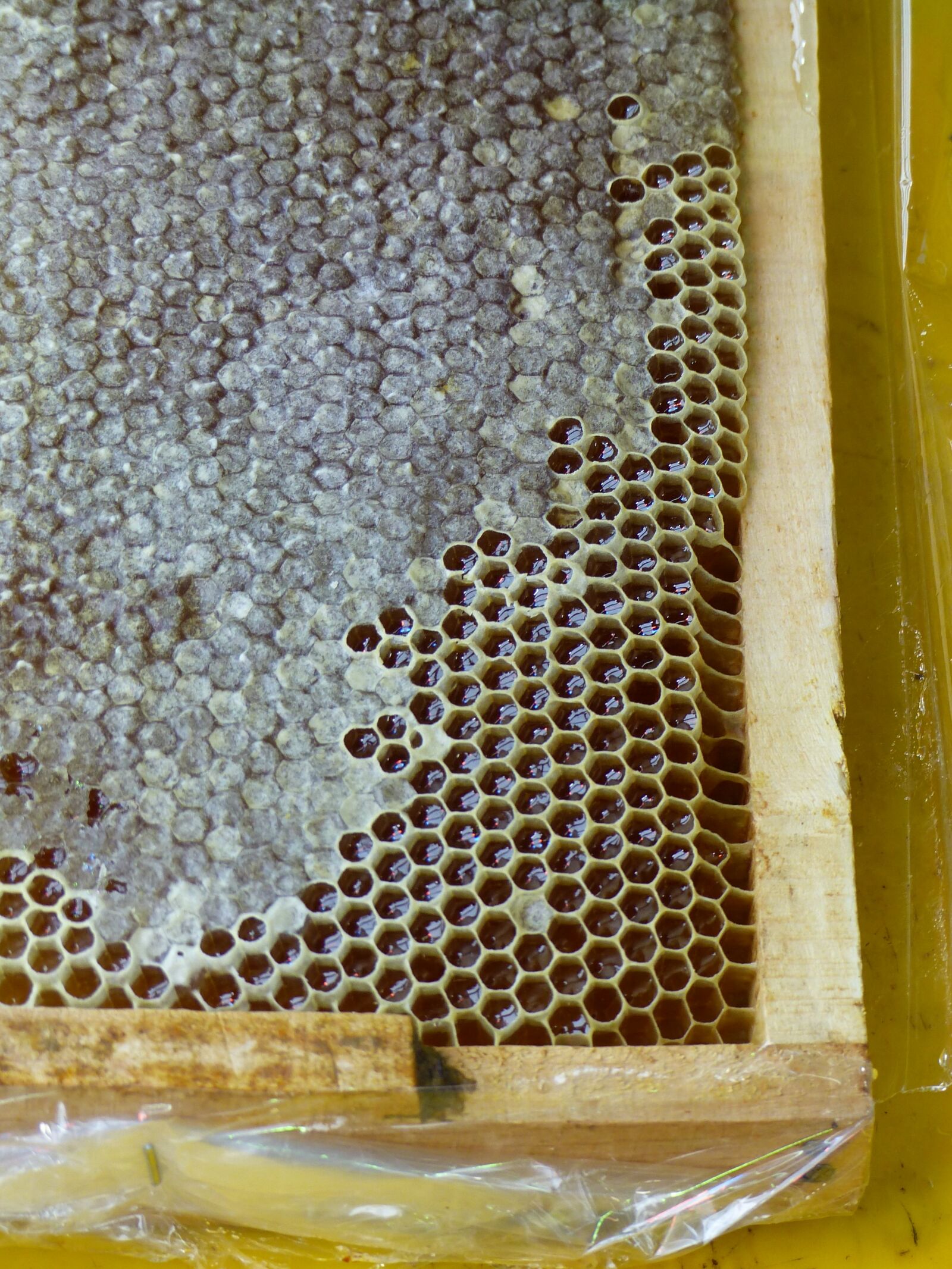 Panasonic Lumix DMC-FZ200 sample photo. Iran, honey, honeycomb photography