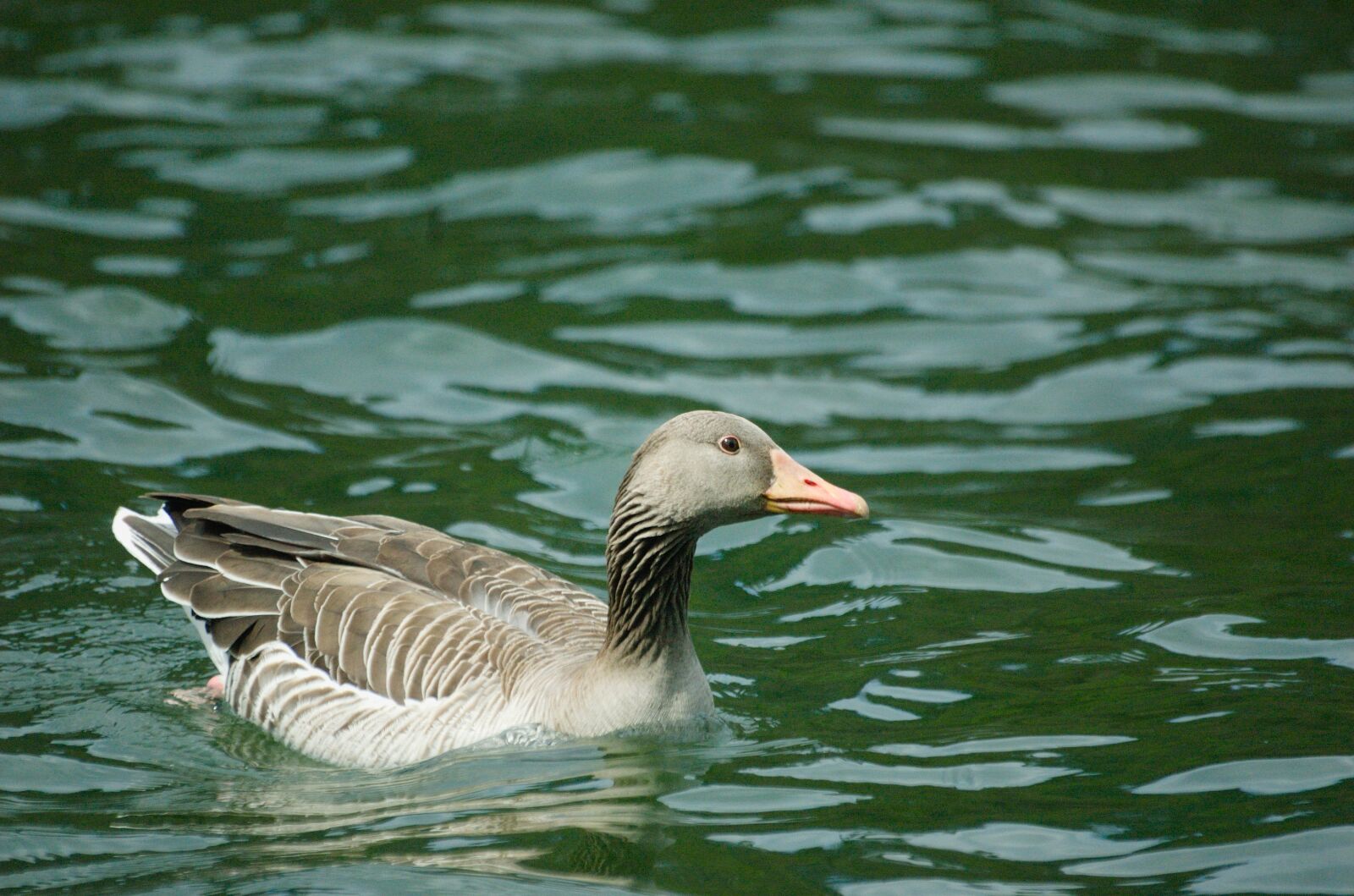 Nikon D70 sample photo. Goose, greylag goose, bird photography