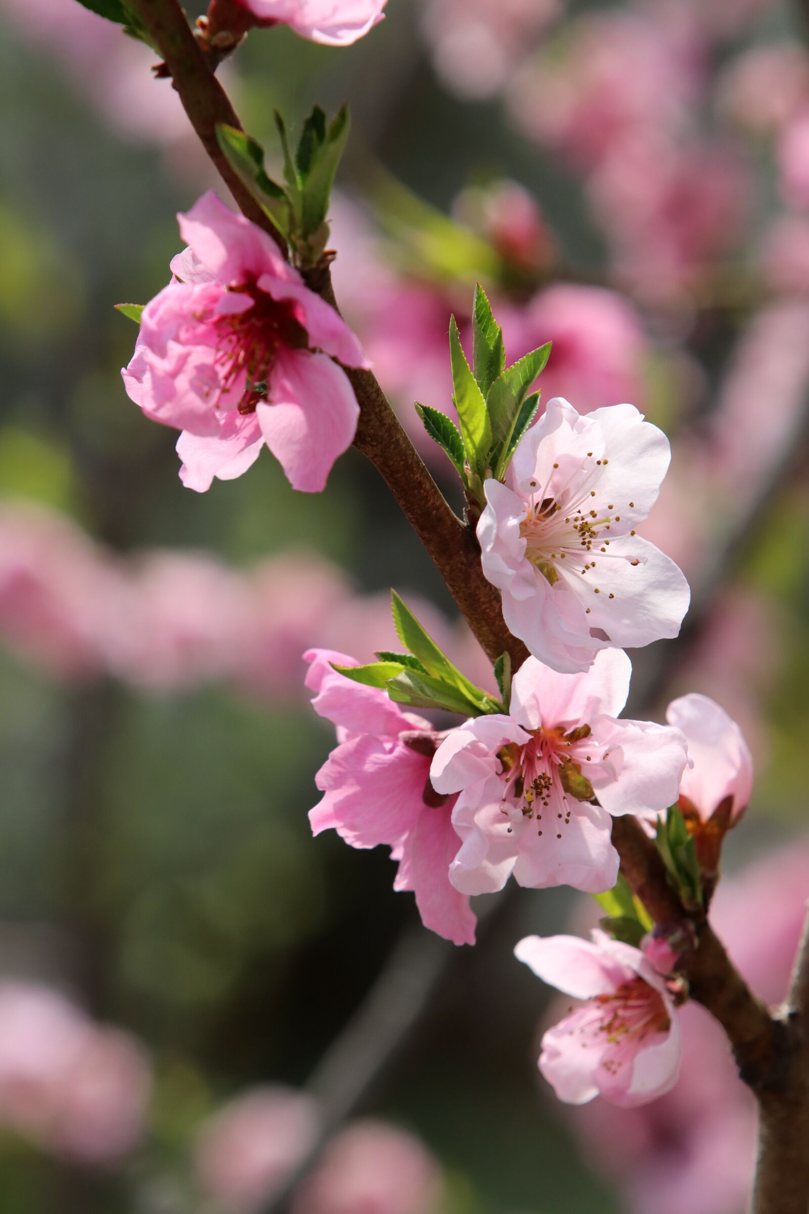Canon EF 70-200mm F2.8L USM sample photo. Spring, copy flower, cherry photography
