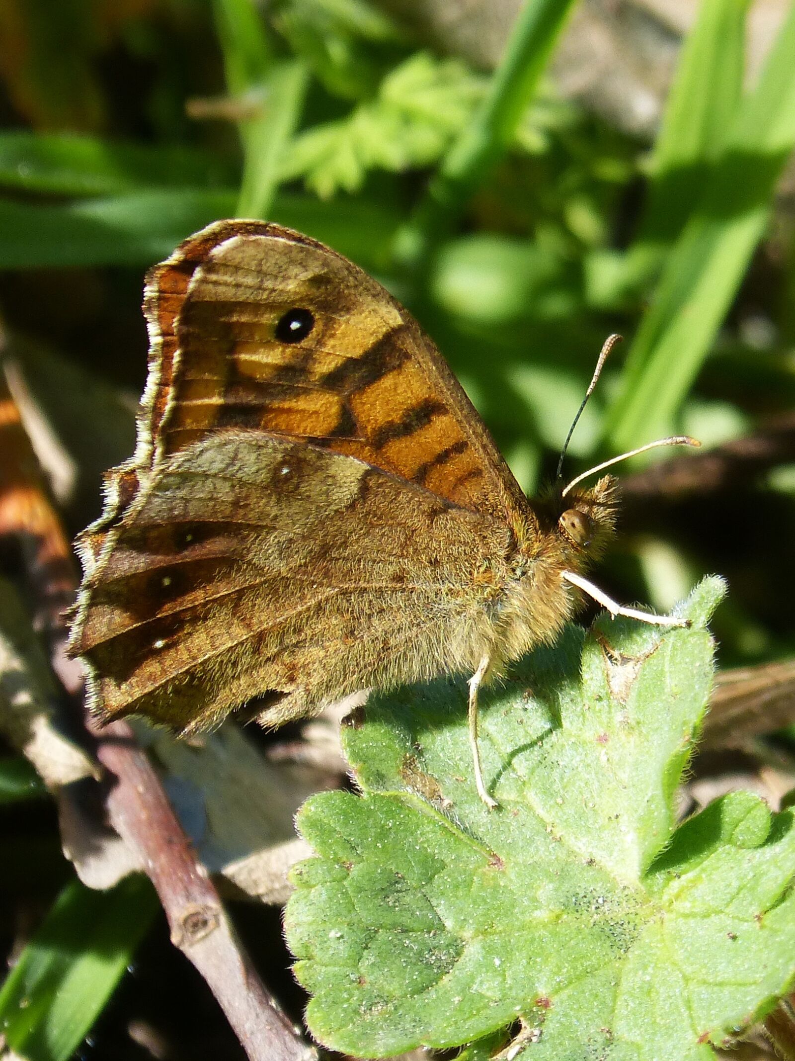 Panasonic DMC-FZ62 sample photo. Butterfly saltacercas, margenera, lasiommata photography