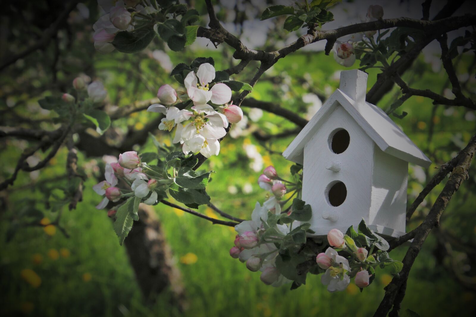 Canon EOS 80D sample photo. Apple, twigs, trees flowering photography