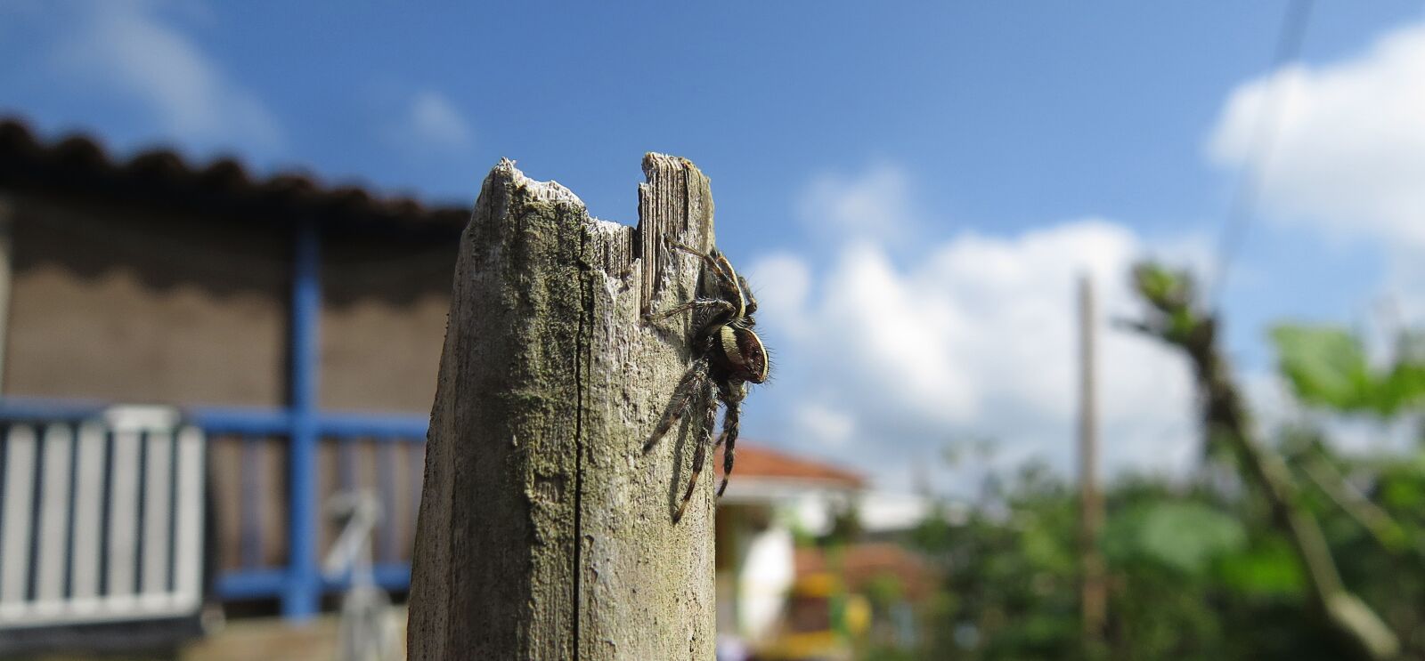 Canon PowerShot SX50 HS sample photo. Insect, spider, arachnid photography
