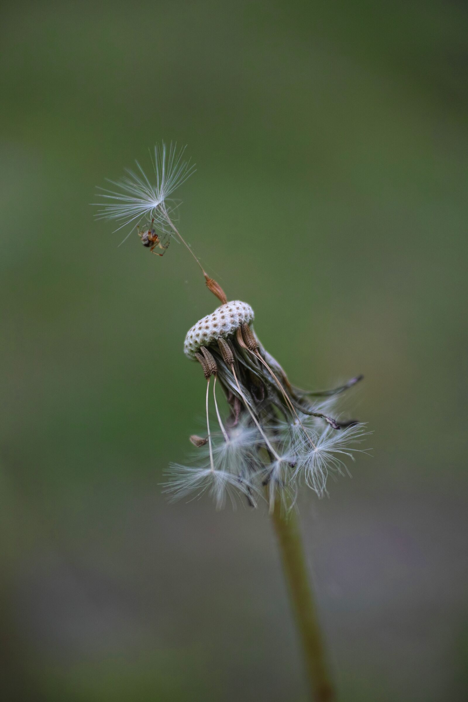 Sigma DP3 Merrill sample photo. Flower, dandelion, garden photography