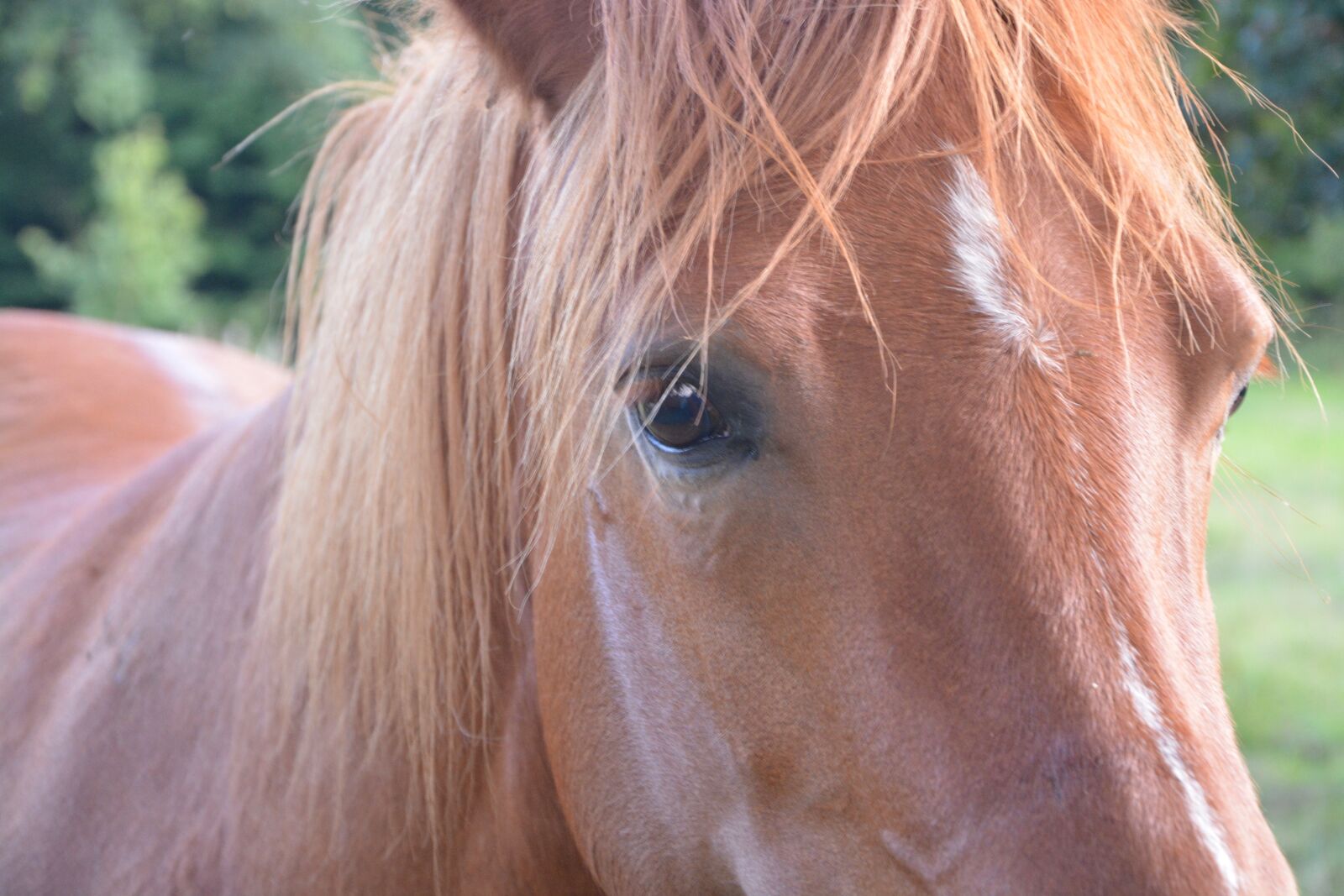Nikon D5200 sample photo. Horse, mare, look photography
