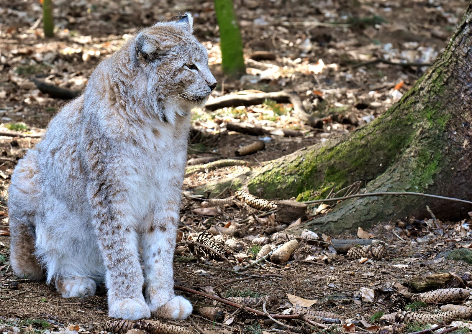 Nikon D7200 sample photo. Lynx, wild animal, wildcat photography