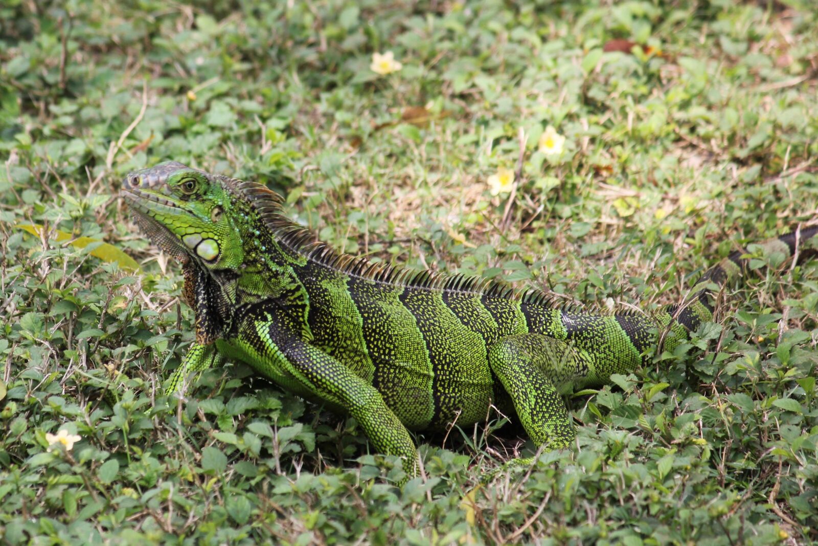 Canon EOS 550D (EOS Rebel T2i / EOS Kiss X4) sample photo. Iguana, green, green iguana photography