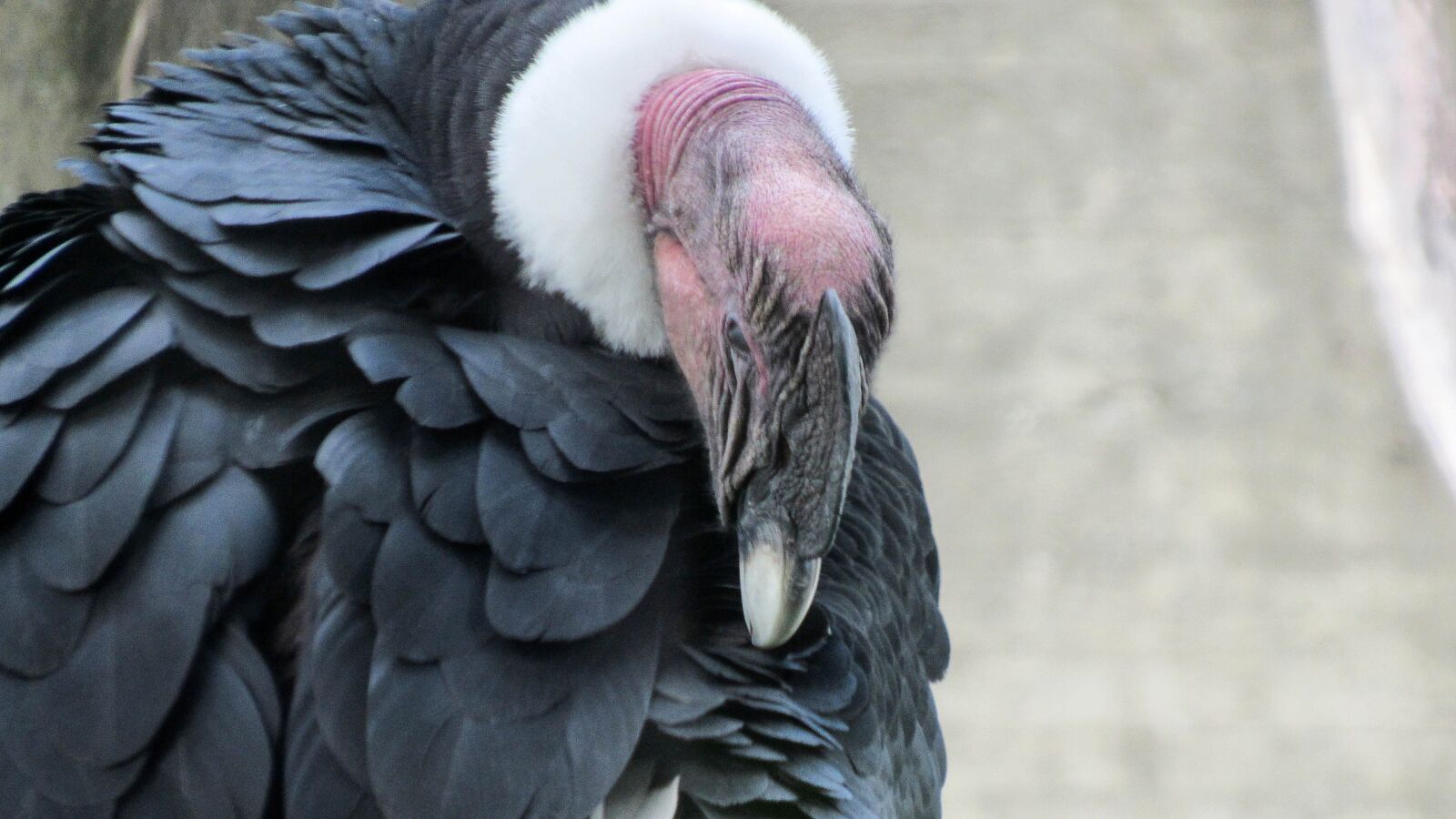 Canon PowerShot SX520 HS sample photo. Beak, head, vulture, wildlife photography
