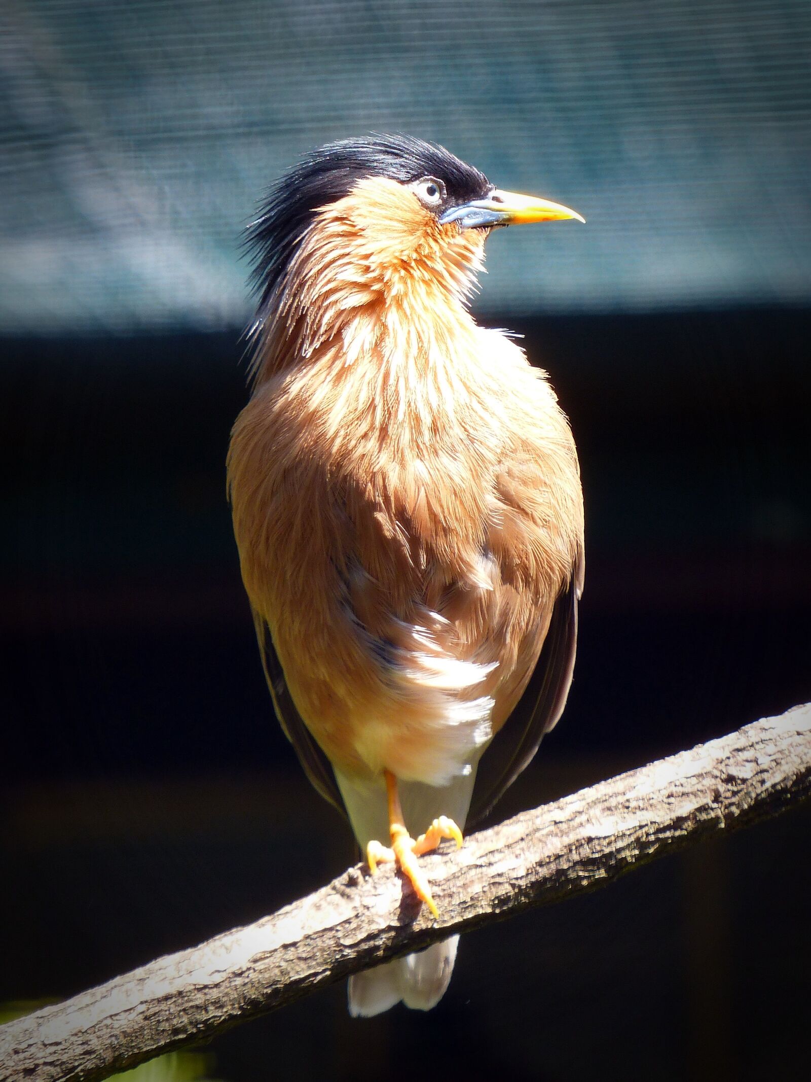 Panasonic Lumix DMC-FZ200 sample photo. Pagoda star, bird, feather photography