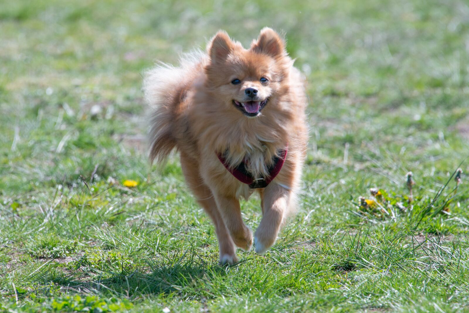 Nikon D800 sample photo. Pomeranian, dog, small photography
