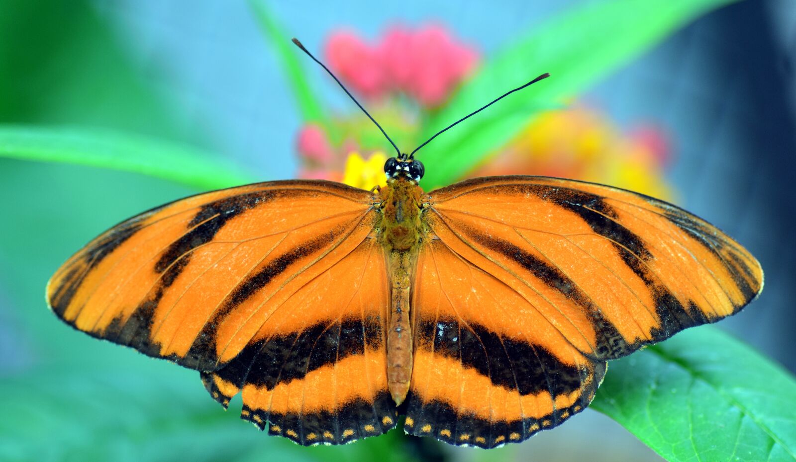 Nikon D3300 sample photo. Striped passion flower butterfly photography