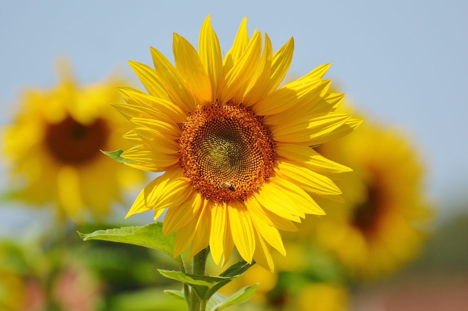 Nikon D3200 sample photo. Sunflower, bees, summer photography