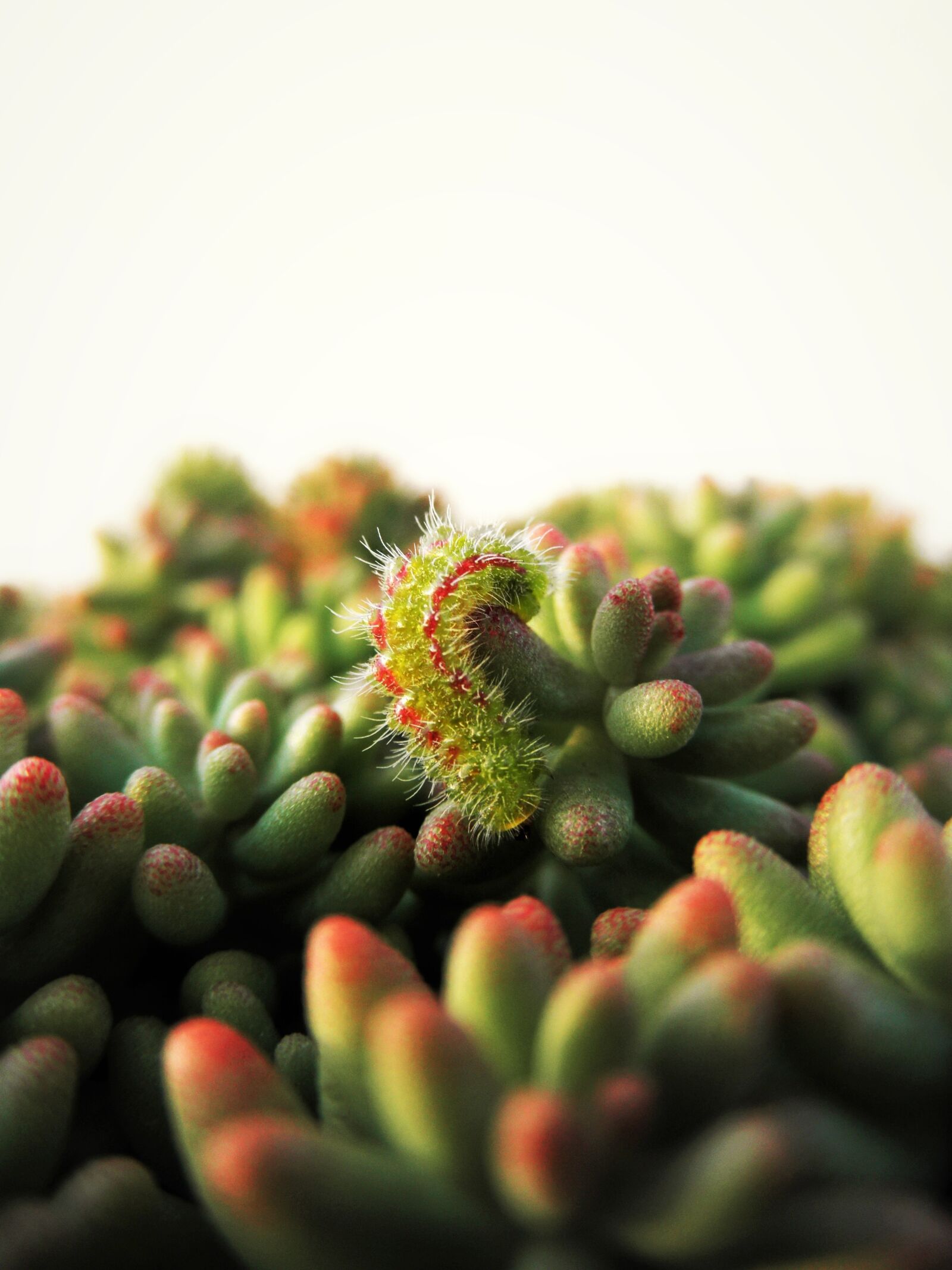 Olympus u7030,S7030 sample photo. Caterpillar, sedum, green photography