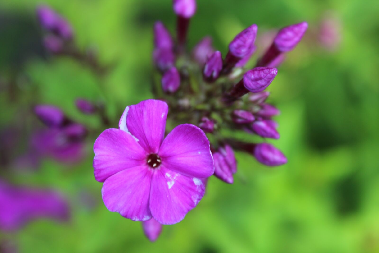 Canon EOS 1300D (EOS Rebel T6 / EOS Kiss X80) sample photo. Flower, garden, nature photography