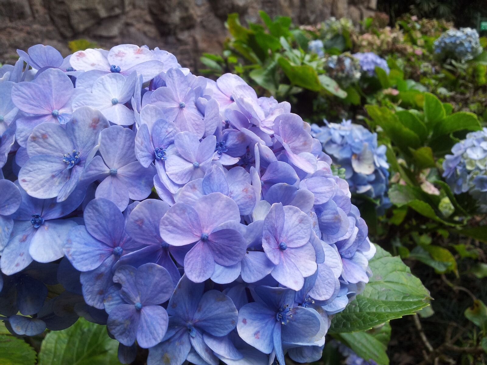 Samsung Galaxy S2 sample photo. Flower, blue, nature photography