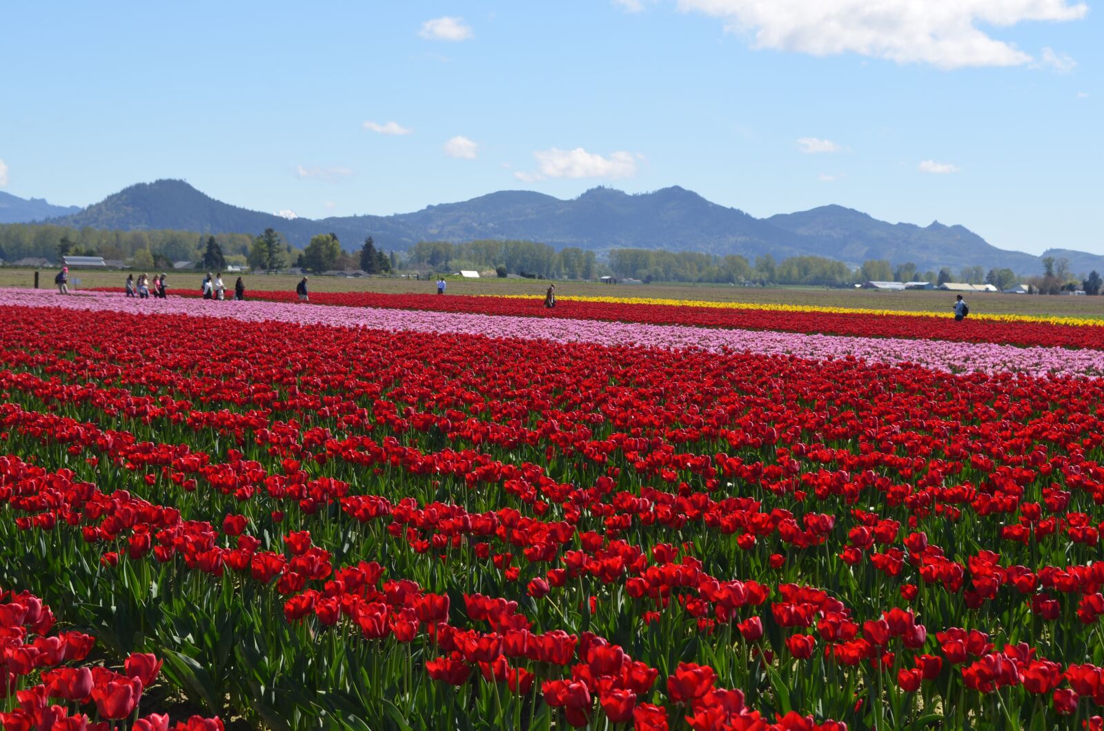 Nikon D5100 sample photo. Flowers, tulips, spring photography