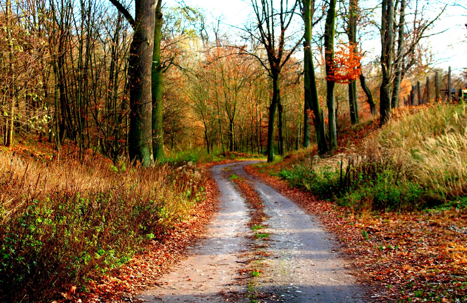Canon EOS 1200D (EOS Rebel T5 / EOS Kiss X70 / EOS Hi) sample photo. Autumn, forest, way photography