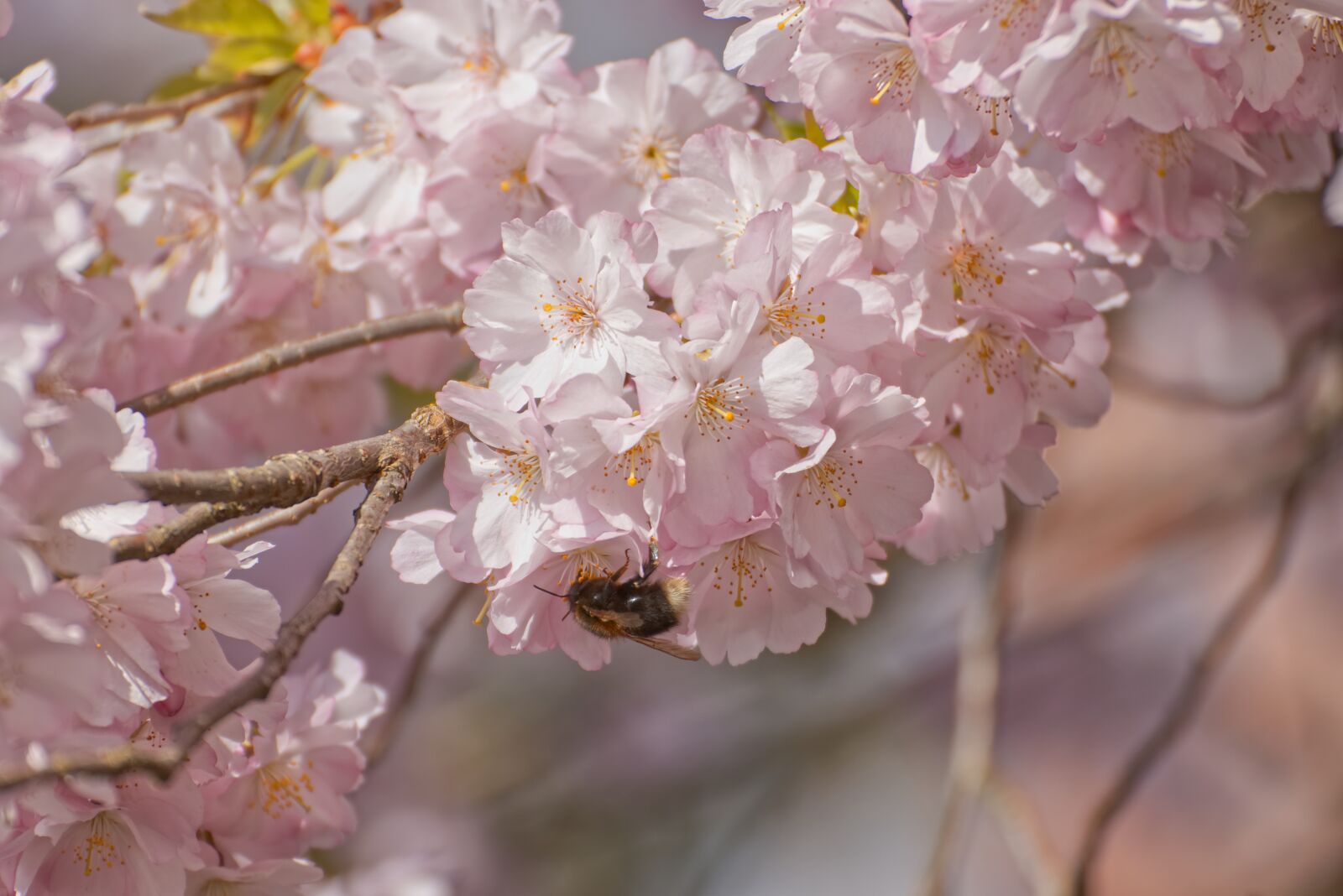 Canon EOS 800D (EOS Rebel T7i / EOS Kiss X9i) sample photo. Cherry blossom, blossom, bloom photography
