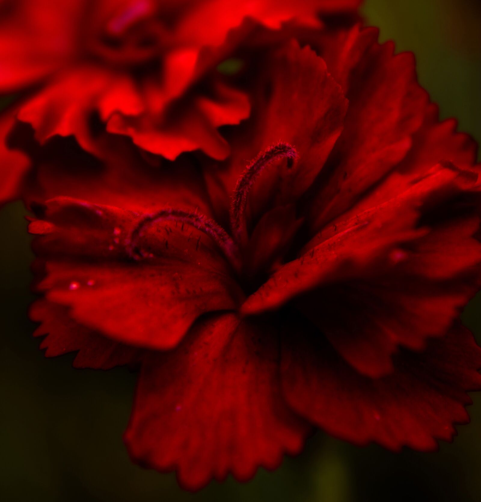 Canon EOS 550D (EOS Rebel T2i / EOS Kiss X4) sample photo. Flower, floral, red photography