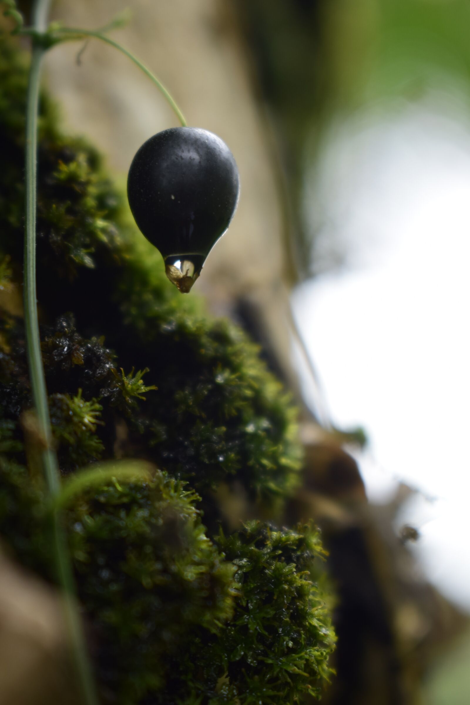 Nikon D3300 sample photo. Nature, green, landscape photography