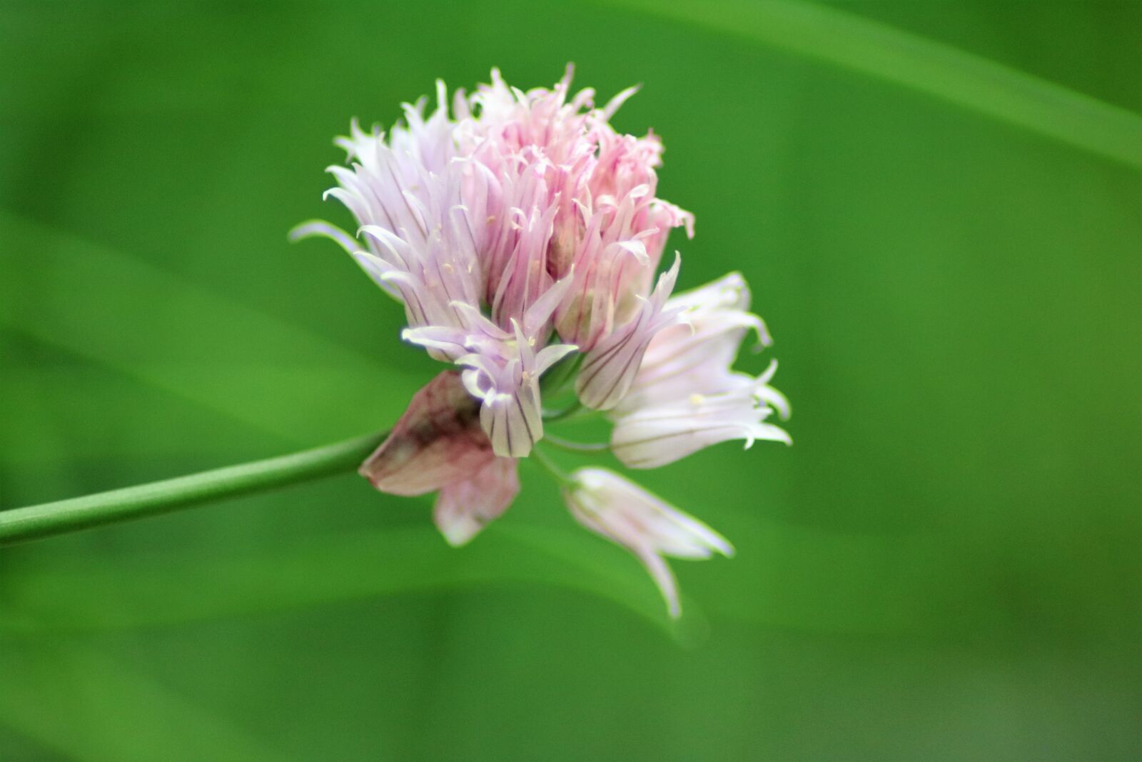 Canon EOS 750D (EOS Rebel T6i / EOS Kiss X8i) sample photo. Flower, spring, nature photography