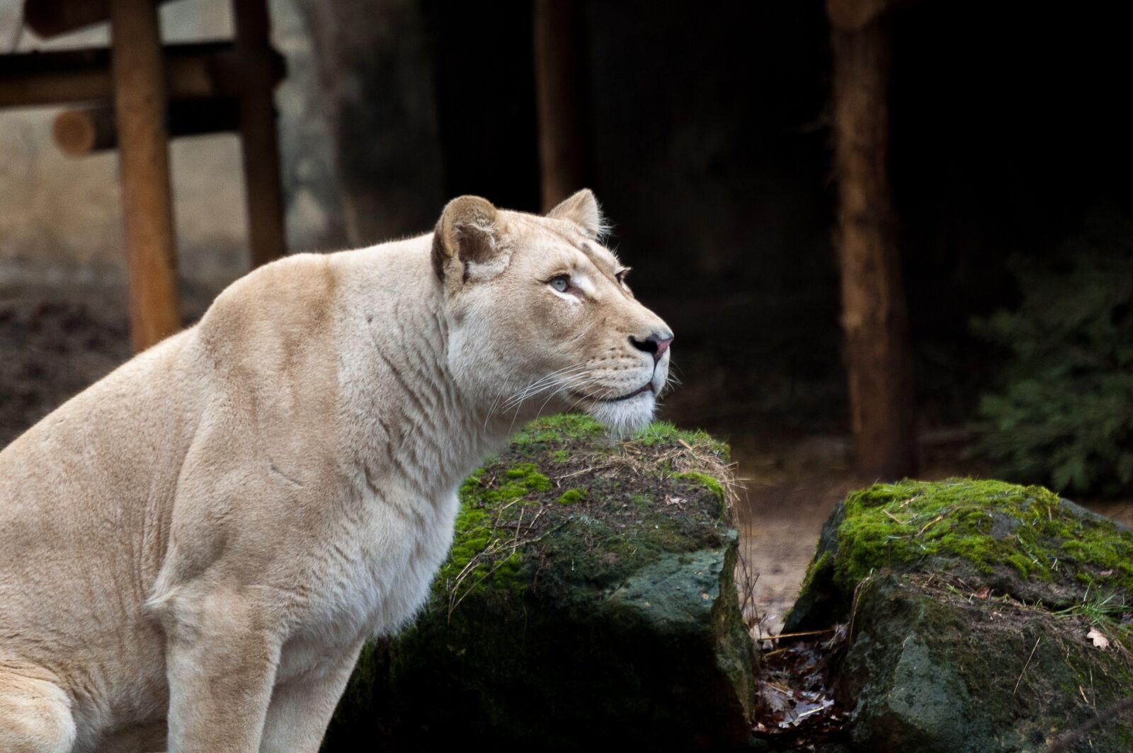 Nikon D40 sample photo. Animals, lioness, nature photography