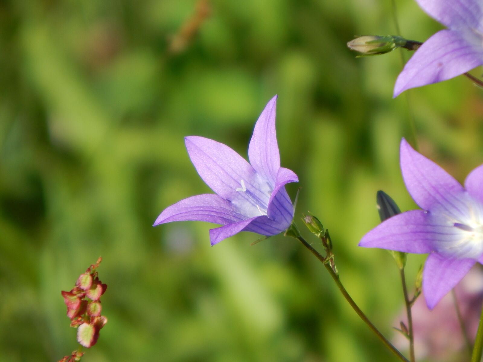 Nikon Coolpix L830 sample photo. Bellflower, summer, close up photography