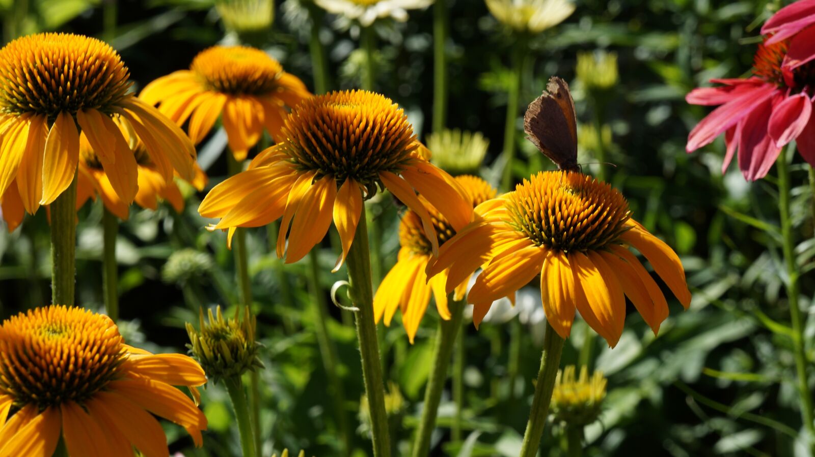 Sony Alpha a3000 + Sony E 18-55mm F3.5-5.6 OSS sample photo. Garden, flowers, coneflower photography