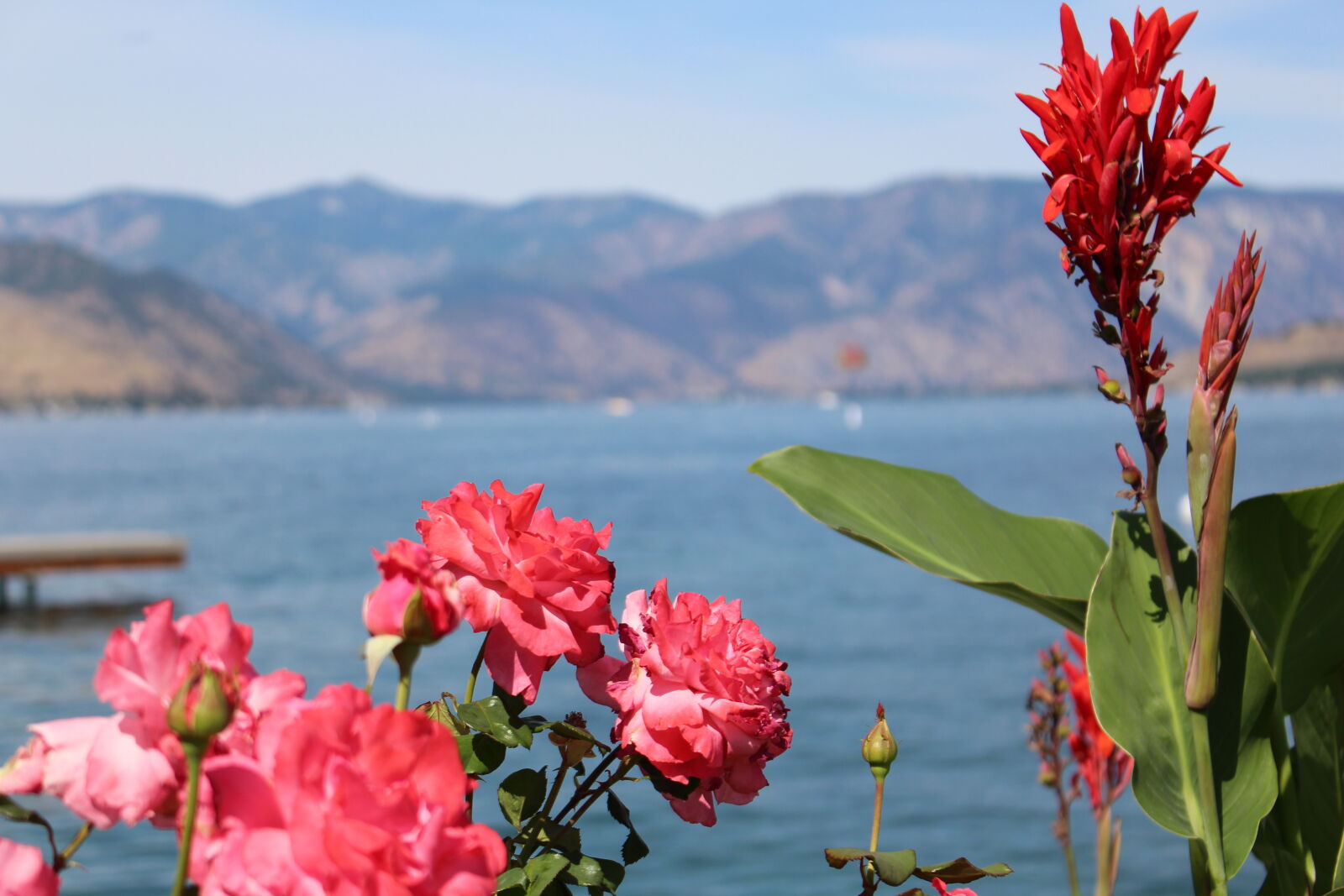 Canon EOS 700D (EOS Rebel T5i / EOS Kiss X7i) sample photo. Flowers photography