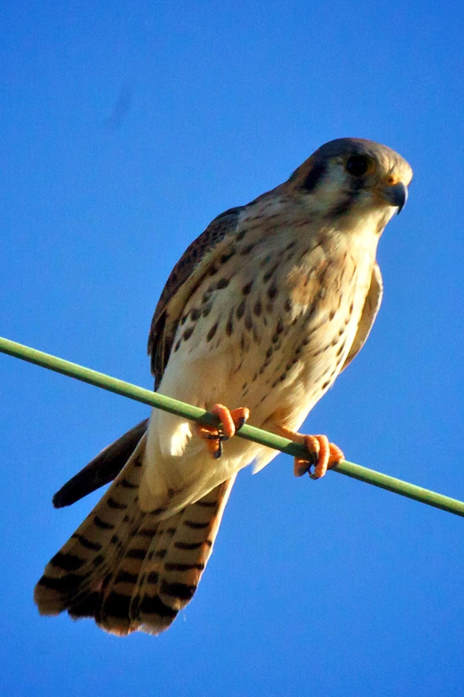 Canon EOS 50D sample photo. Bird, american, kestrel photography