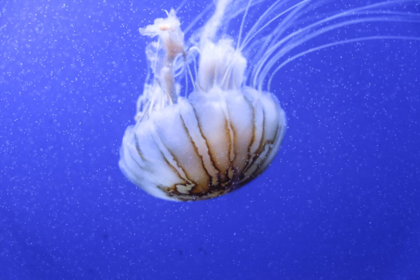 Fujifilm X-E2 sample photo. Jellyfish, aquarium, blue photography
