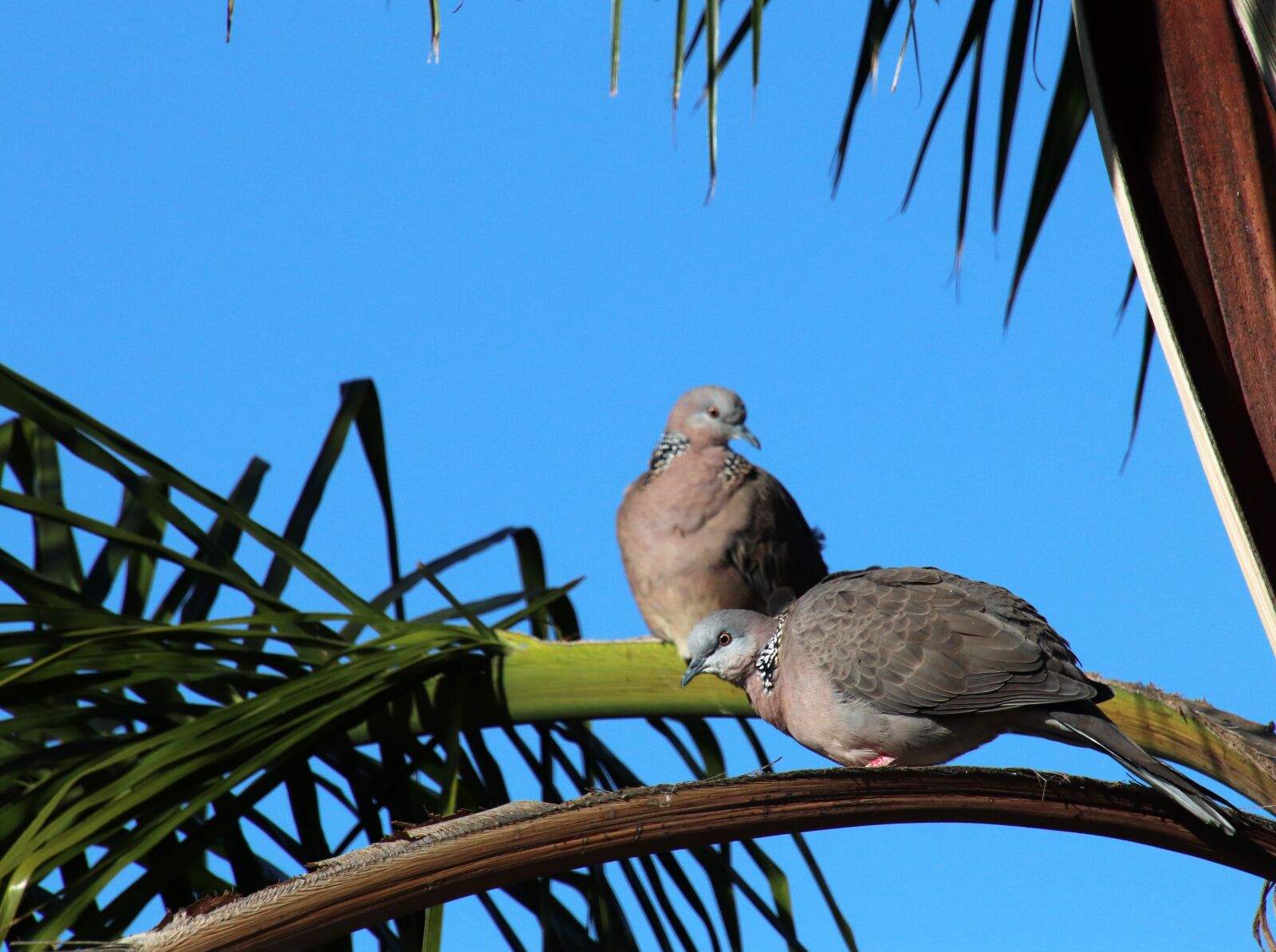 Canon EOS 800D (EOS Rebel T7i / EOS Kiss X9i) sample photo. Birds, doves, pair photography