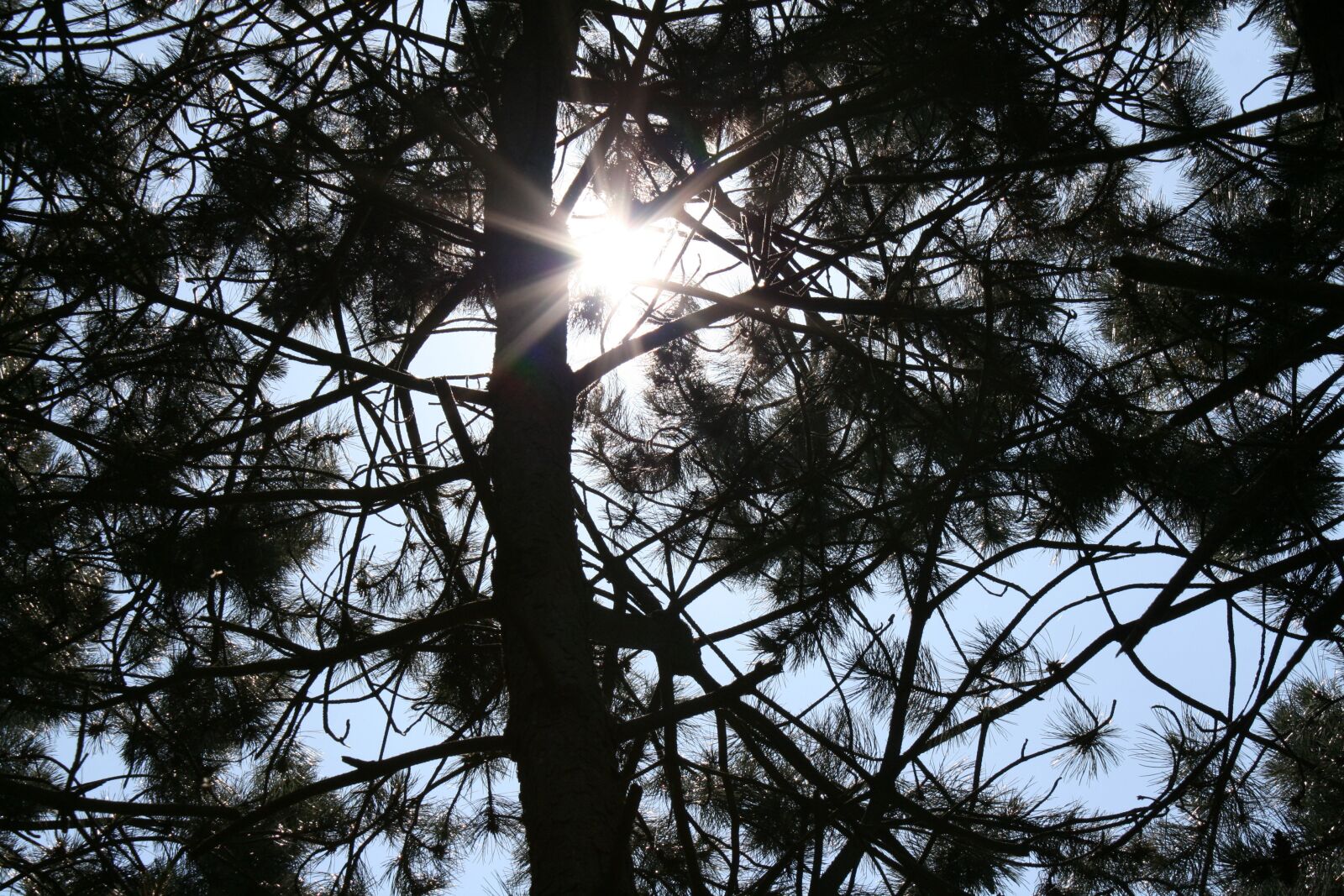 Canon EOS 400D (EOS Digital Rebel XTi / EOS Kiss Digital X) sample photo. Light, sun, tree photography