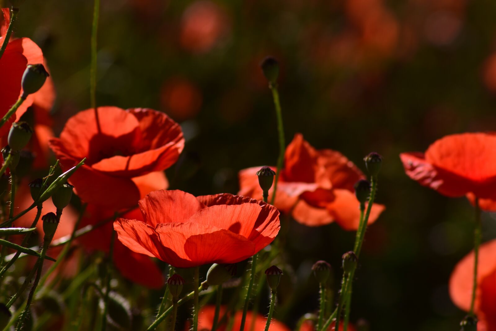 Nikon D3300 sample photo. Poppy, field of poppies photography