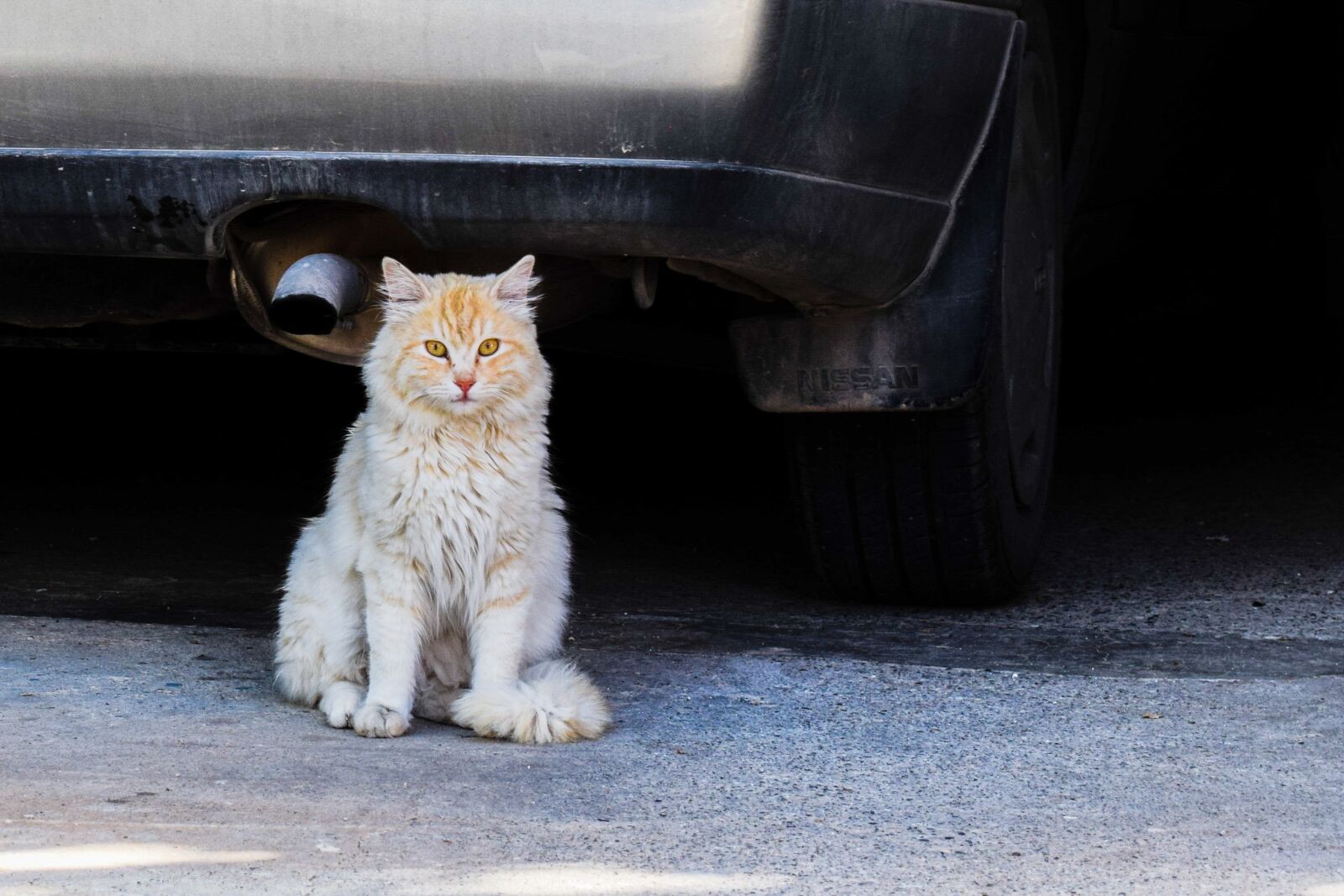 Nikon D3300 sample photo. Cat, stray, street photography