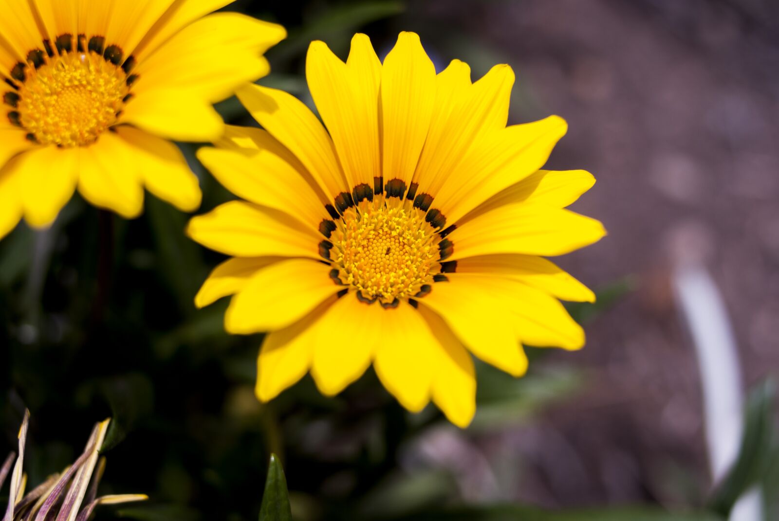 Nikon D60 sample photo. Nature, flower, plant photography
