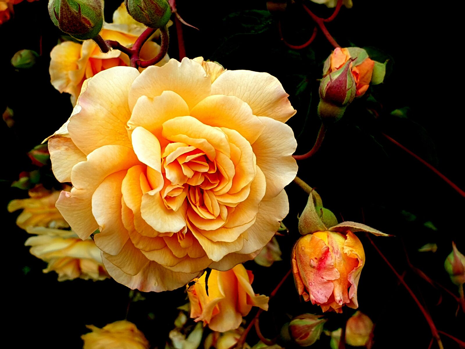 Samsung Galaxy S9+ sample photo. Flower, bloom, rose photography