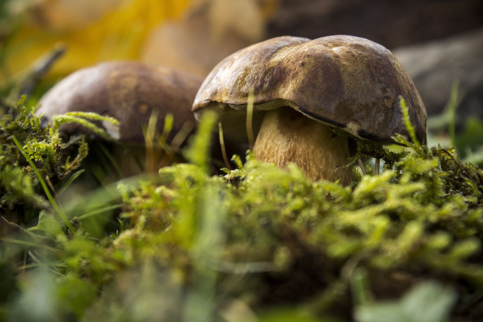 Canon EOS 1300D (EOS Rebel T6 / EOS Kiss X80) sample photo. Mushrooms, chestnut r hling photography