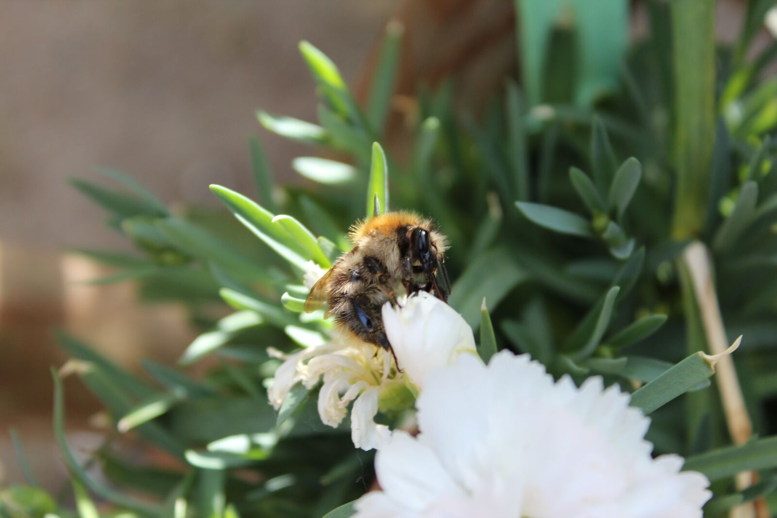 Canon EOS 600D (Rebel EOS T3i / EOS Kiss X5) sample photo. Hummel, insect, flower photography