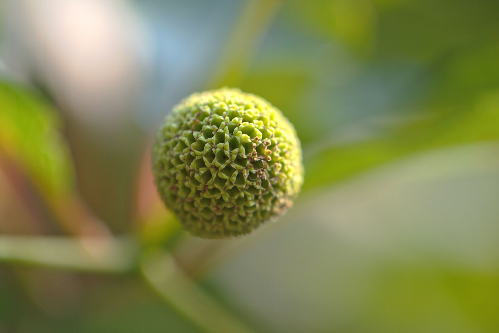 Nikon D5600 sample photo. Button shrub, button bush photography