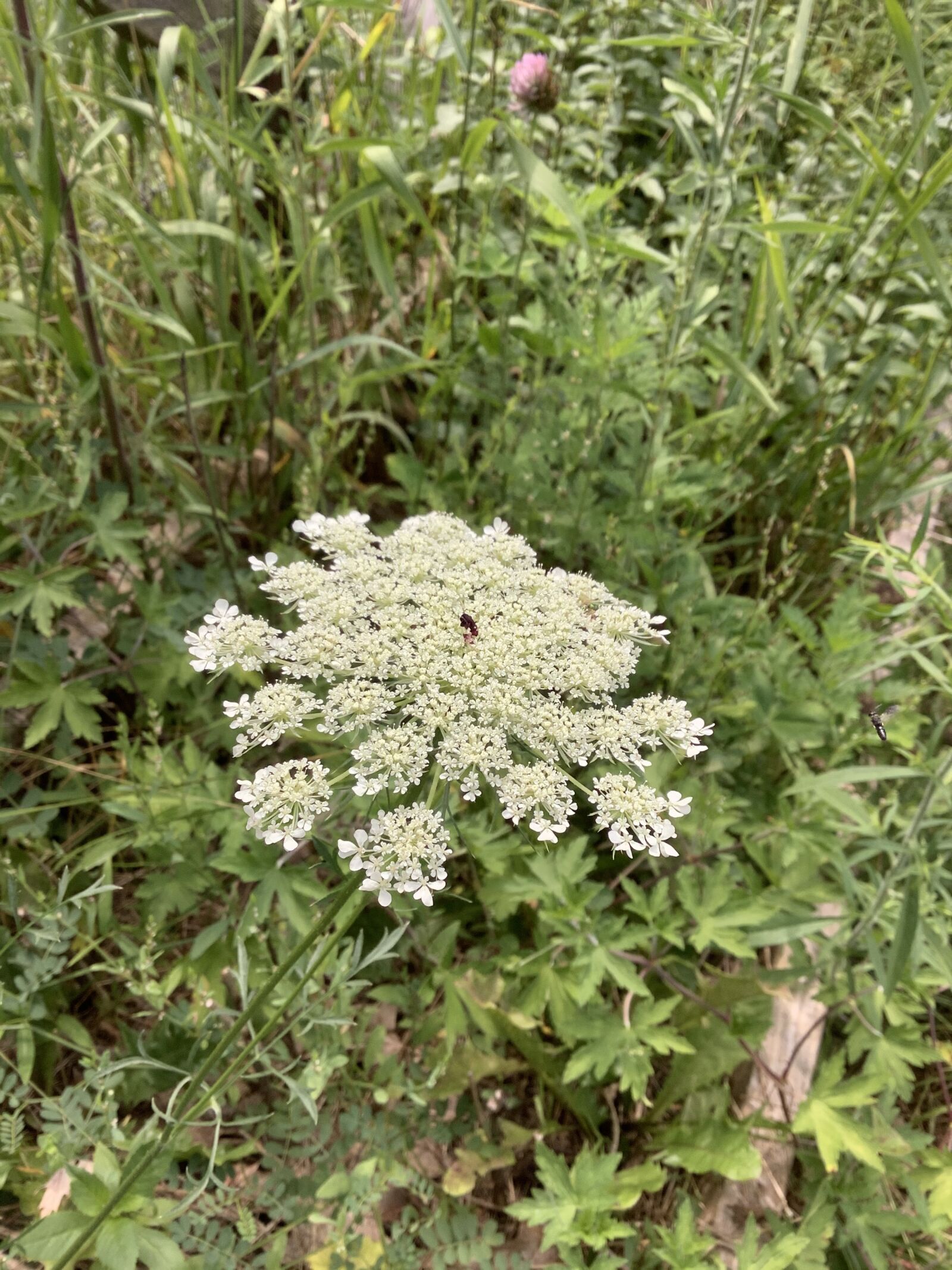 Apple iPad Air (3rd generation) sample photo. Queen anne's lace, wildflower photography
