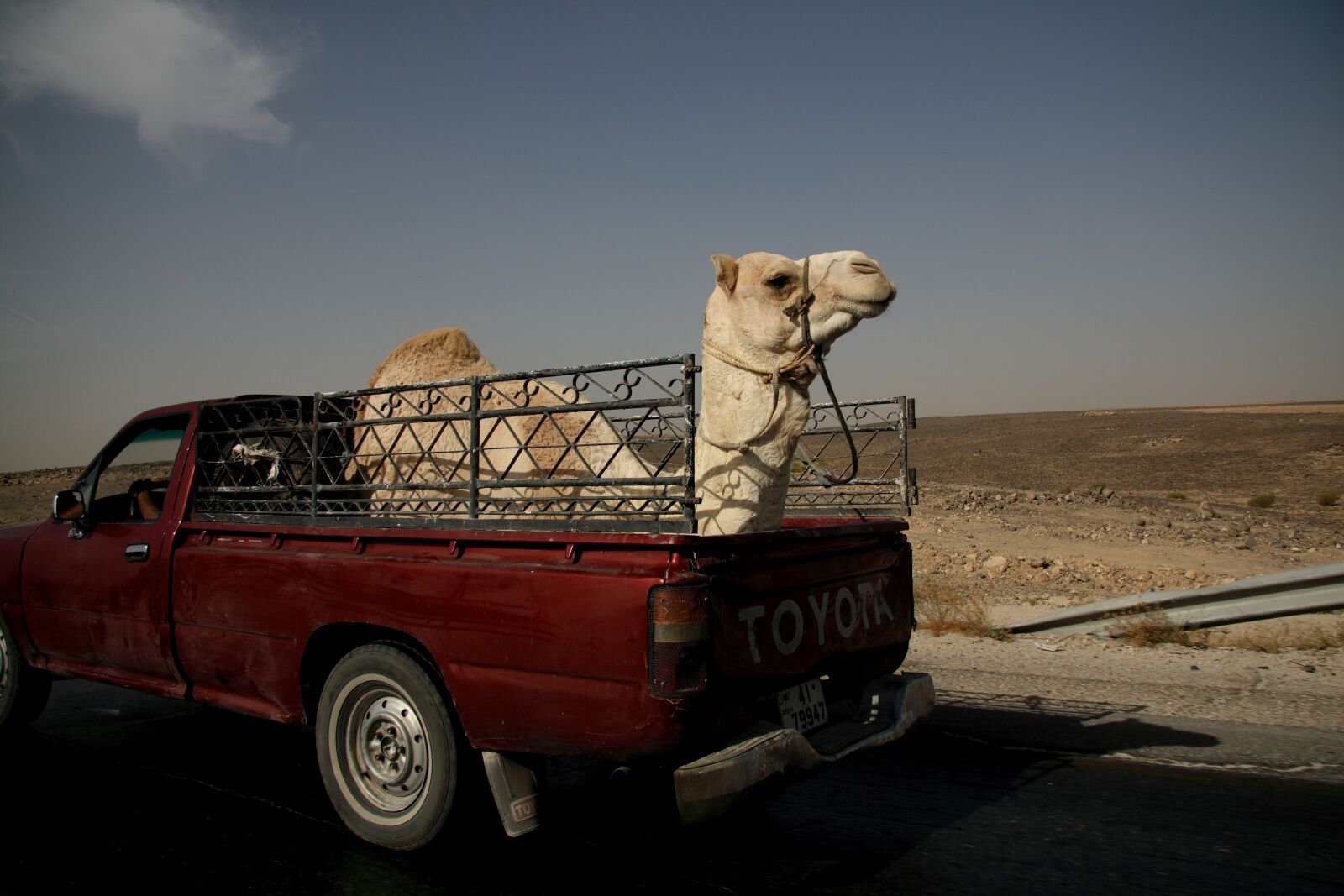 Canon EOS 400D (EOS Digital Rebel XTi / EOS Kiss Digital X) sample photo. Camel, truck, jordan photography