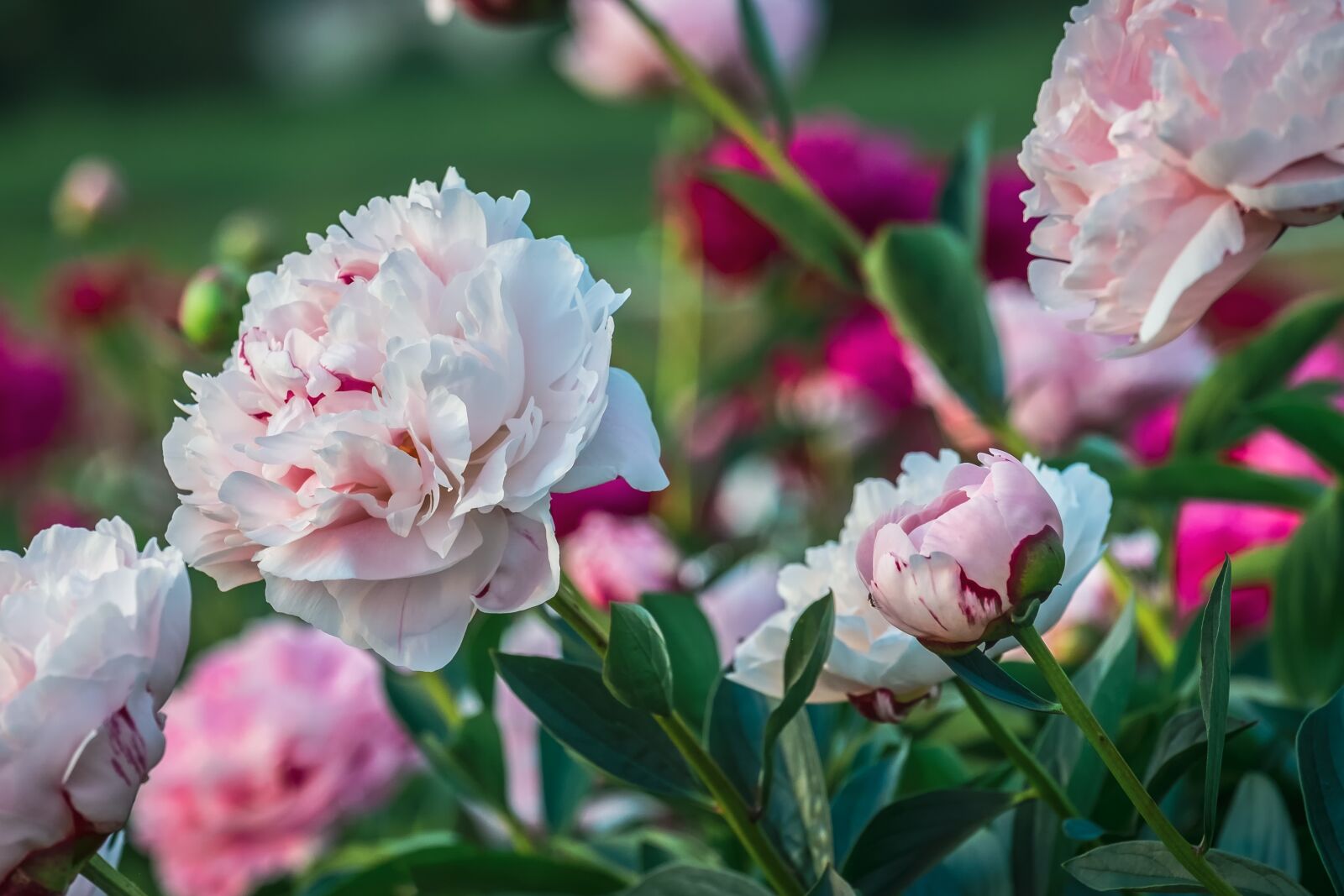 Fujifilm XF 55-200mm F3.5-4.8 R LM OIS sample photo. Peony, flower, blossom photography