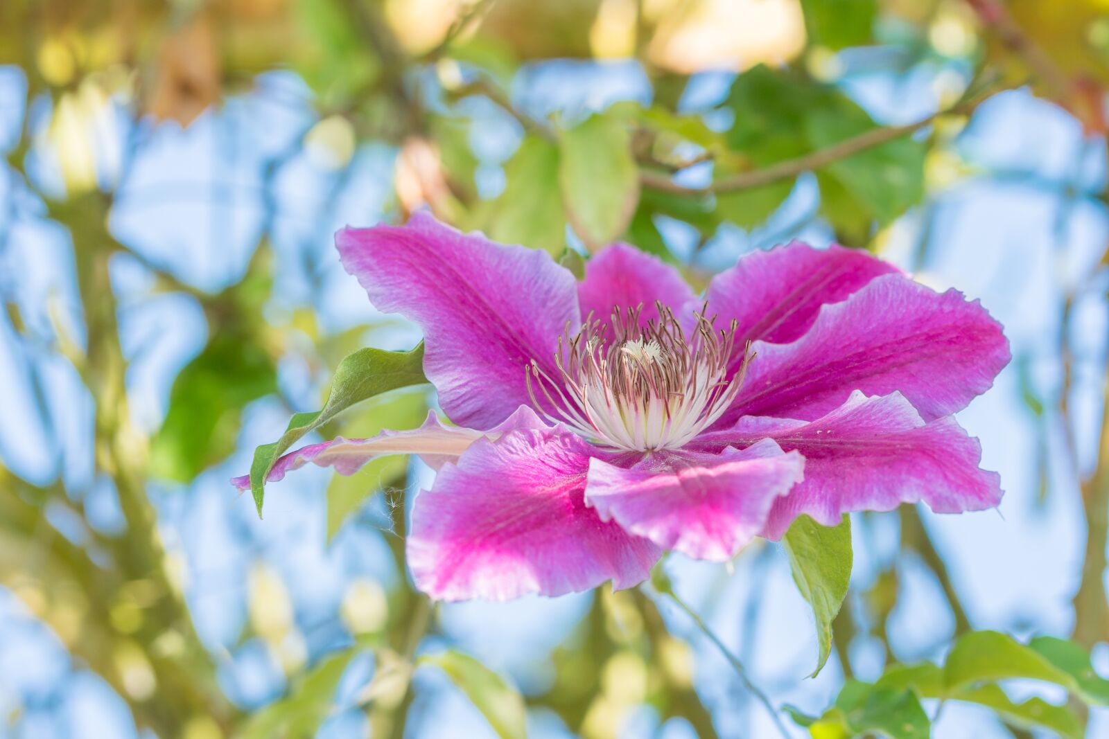 Sony a6500 sample photo. Clematis, blossom, bloom photography