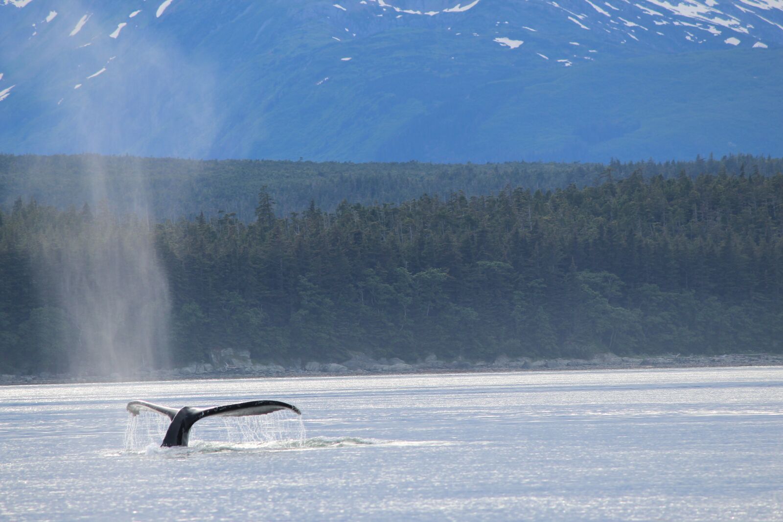 Canon EOS 600D (Rebel EOS T3i / EOS Kiss X5) sample photo. Whale, tail, alaska photography
