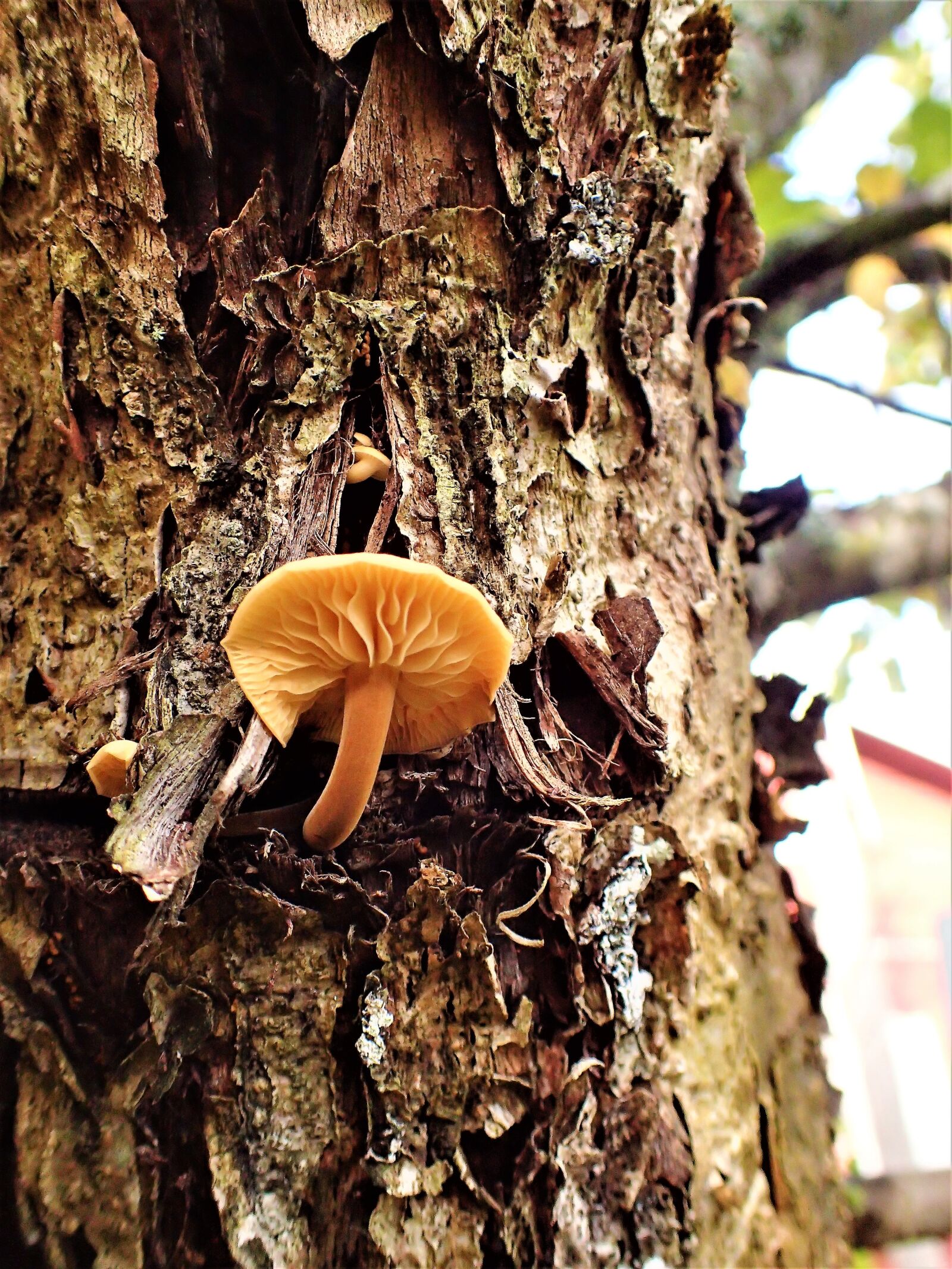 Olympus TG-4 sample photo. Mushroom, tree, nature photography