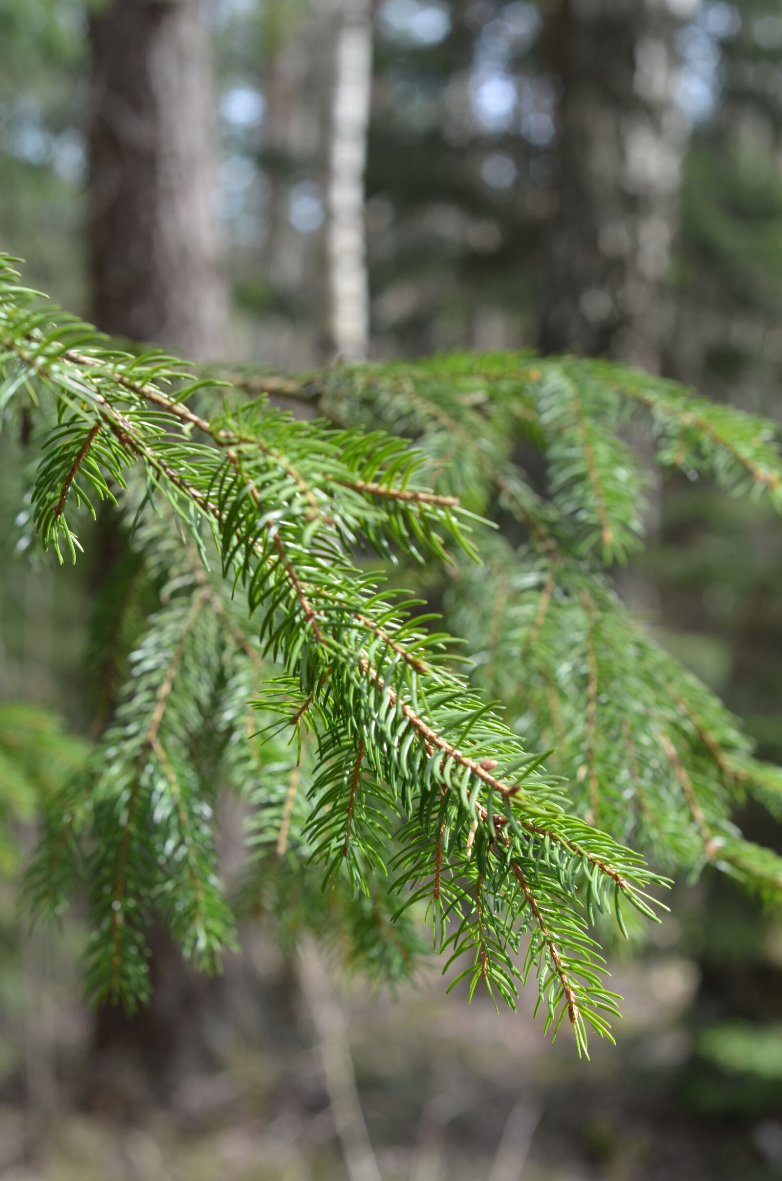 Nikon D7000 sample photo. Tree, forest, nature photography