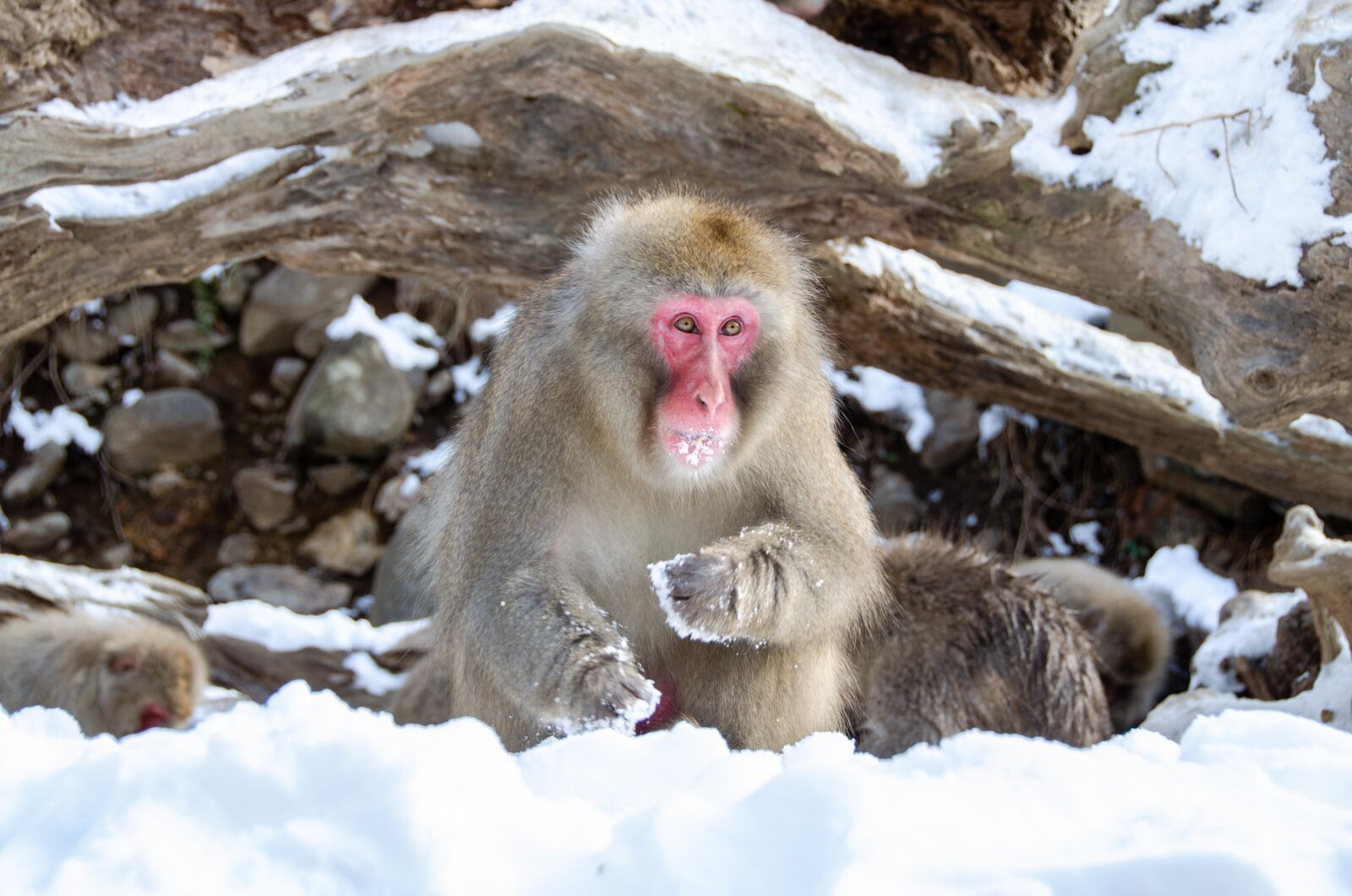 Nikon D5100 sample photo. Snow monkey, japanese macaque photography