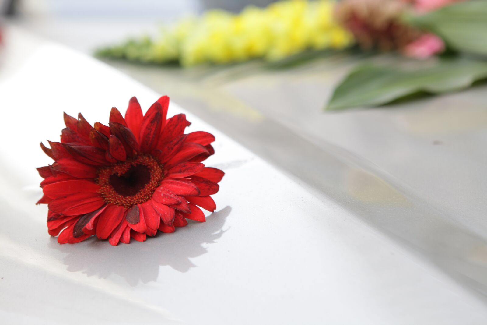 Canon EOS 5D Mark II sample photo. Chrysanthemum, flowers, red photography